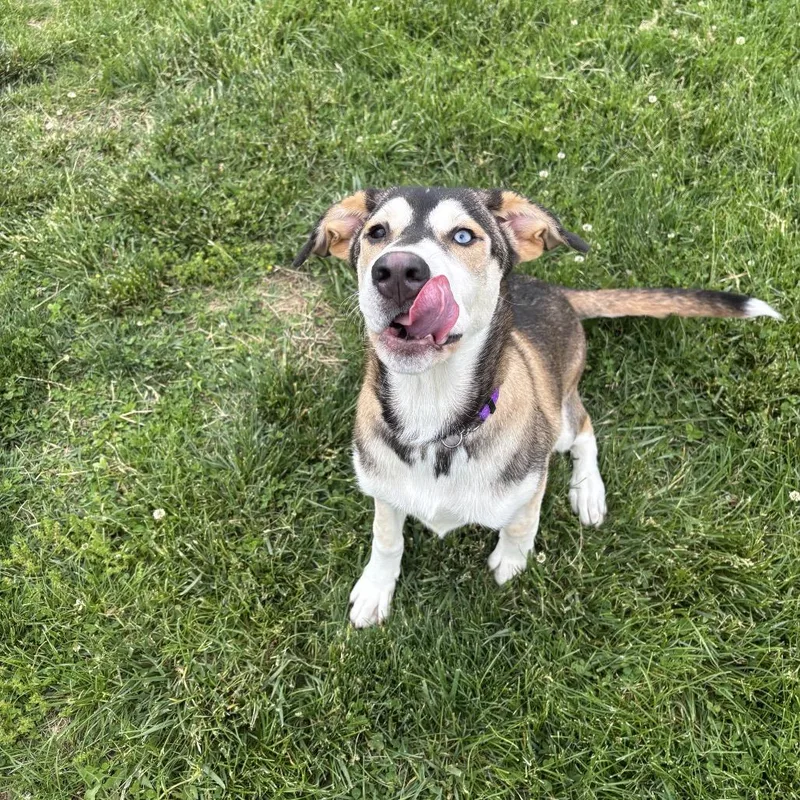 A young medium-sized female Brown / Chocolate Siberian Husky dog named Princess for adoption in Waynesboro, PA