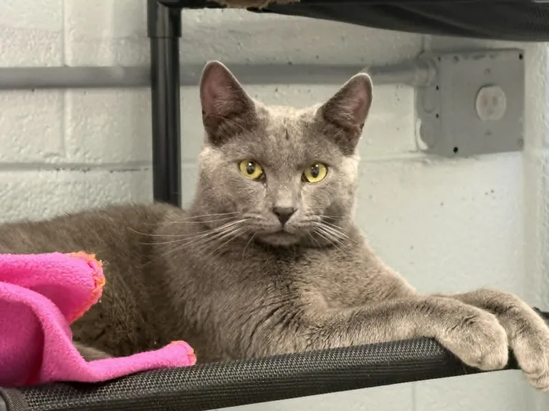An adult medium-sized male Gray / Blue / Silver Russian Blue cat named Splinter for adoption in Morganton, NC