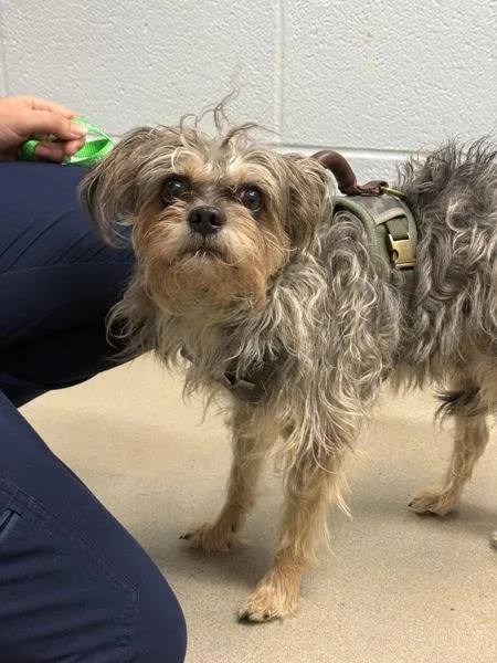 An adult small-sized male Yorkshire Terrier dog named Zeke for adoption in Millersville, MD