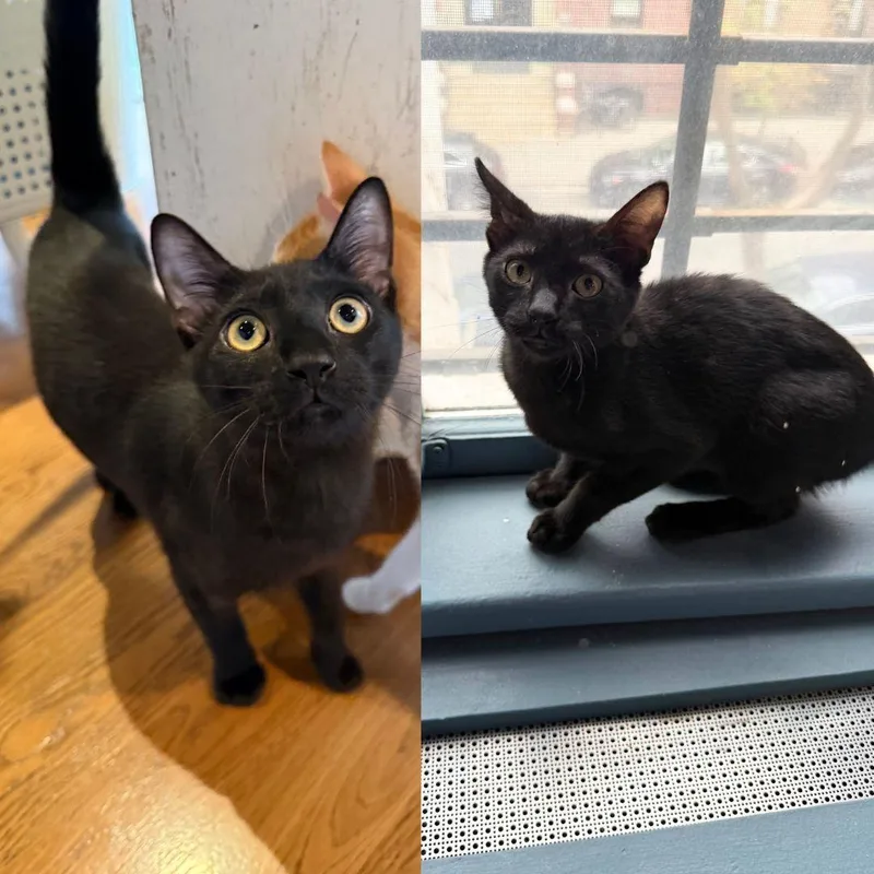 A baby medium-sized male Black Domestic Short Hair cat named Pink & Orange for adoption in Brooklyn, NY