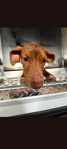 A young small-sized male Doberman Pinscher dog named Waldo for adoption in Dayton, OH