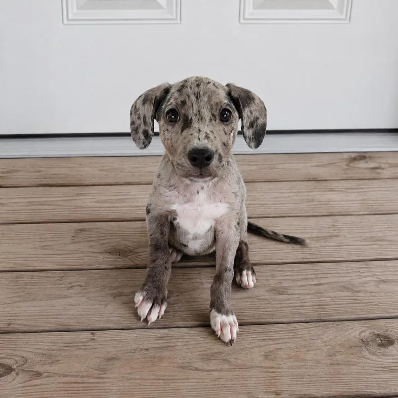 Echo