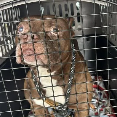 An adult large-sized male Brown / Chocolate English Bulldog dog named Porkchop for adoption in Bristol, IN