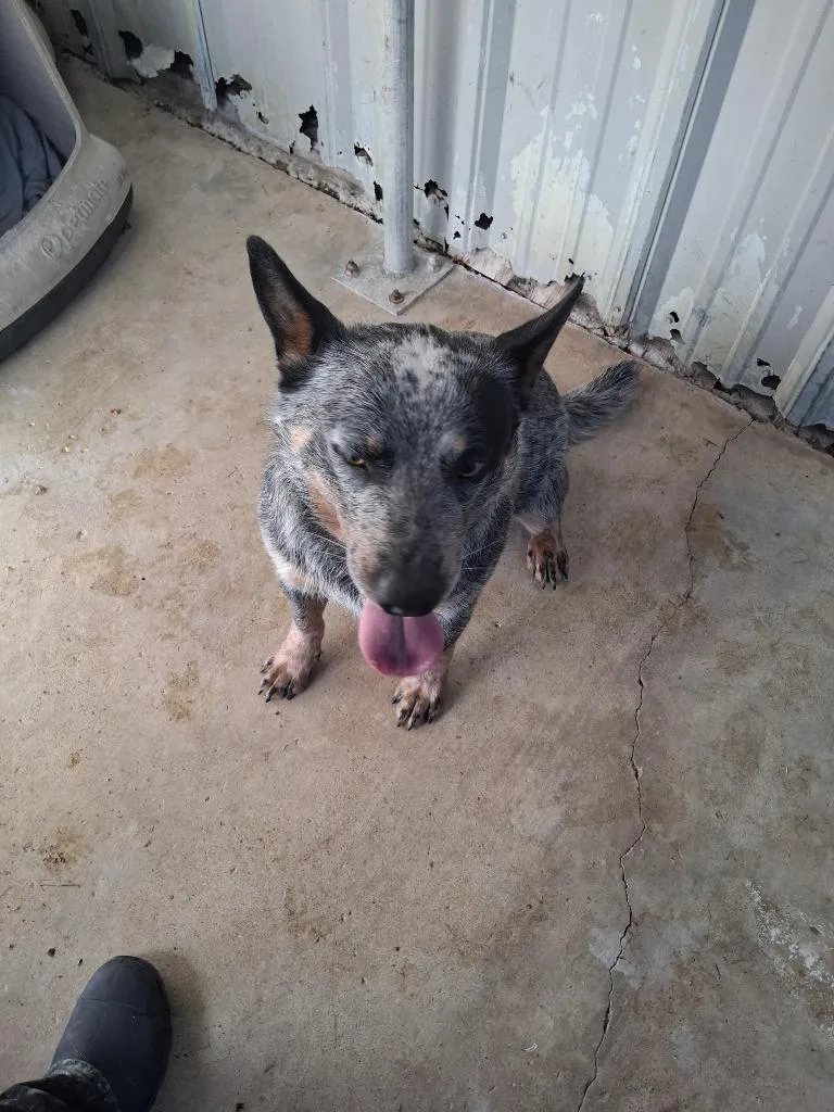 An adult large-sized male Cattle Dog dog named Rum for adoption in Brownwood, TX