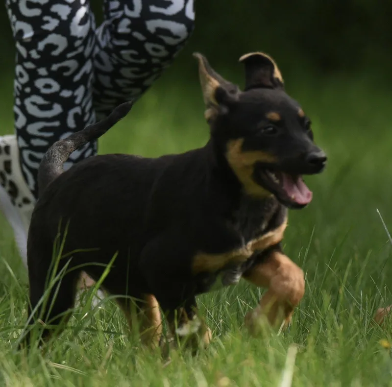 A baby medium-sized female Shepherd dog named Raya for adoption in Mechanicsburg, PA