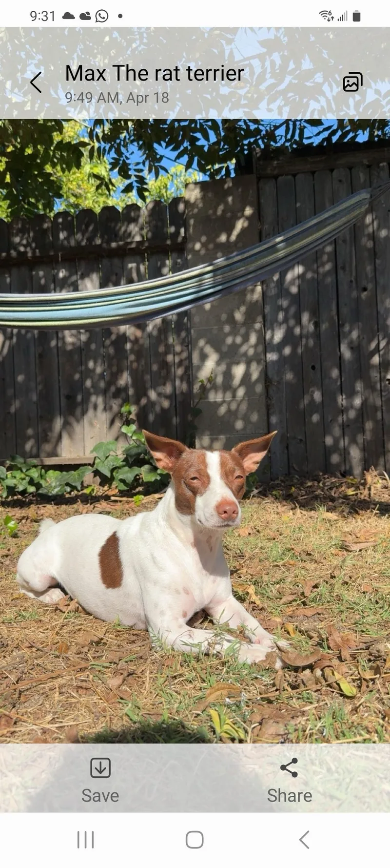 An adult small-sized male Jack Russell Terrier dog named Max for adoption in Murphys, CA
