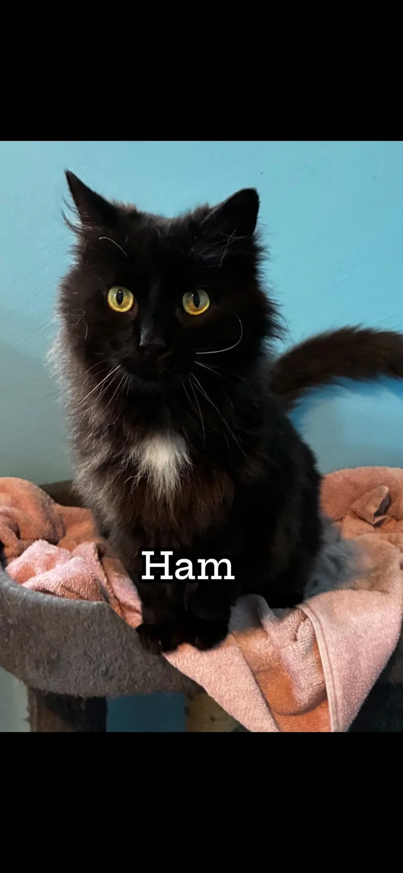 An adult medium-sized male Black Domestic Medium Hair cat named Ham for adoption in Springdale, PA