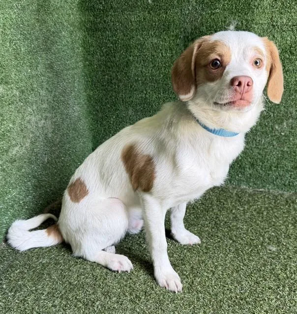 A young small-sized male Parson Russell Terrier dog named A for adoption in Lancaster, CA