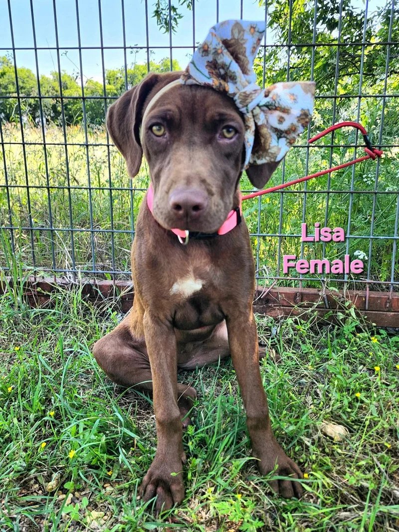 A baby medium-sized female Chocolate Labrador Retriever dog named Lisa for adoption in Elkhorn, WI