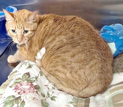 Cat thumbnail 2