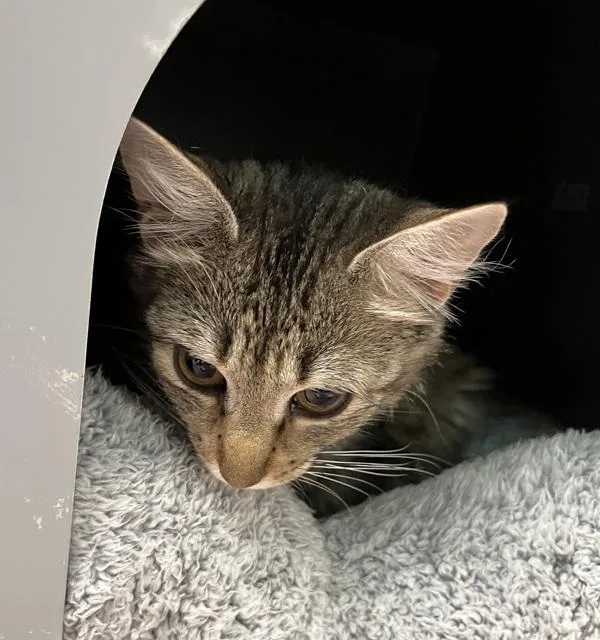 A young medium-sized female Domestic Medium Hair cat named Karen for adoption in Stratham, NH