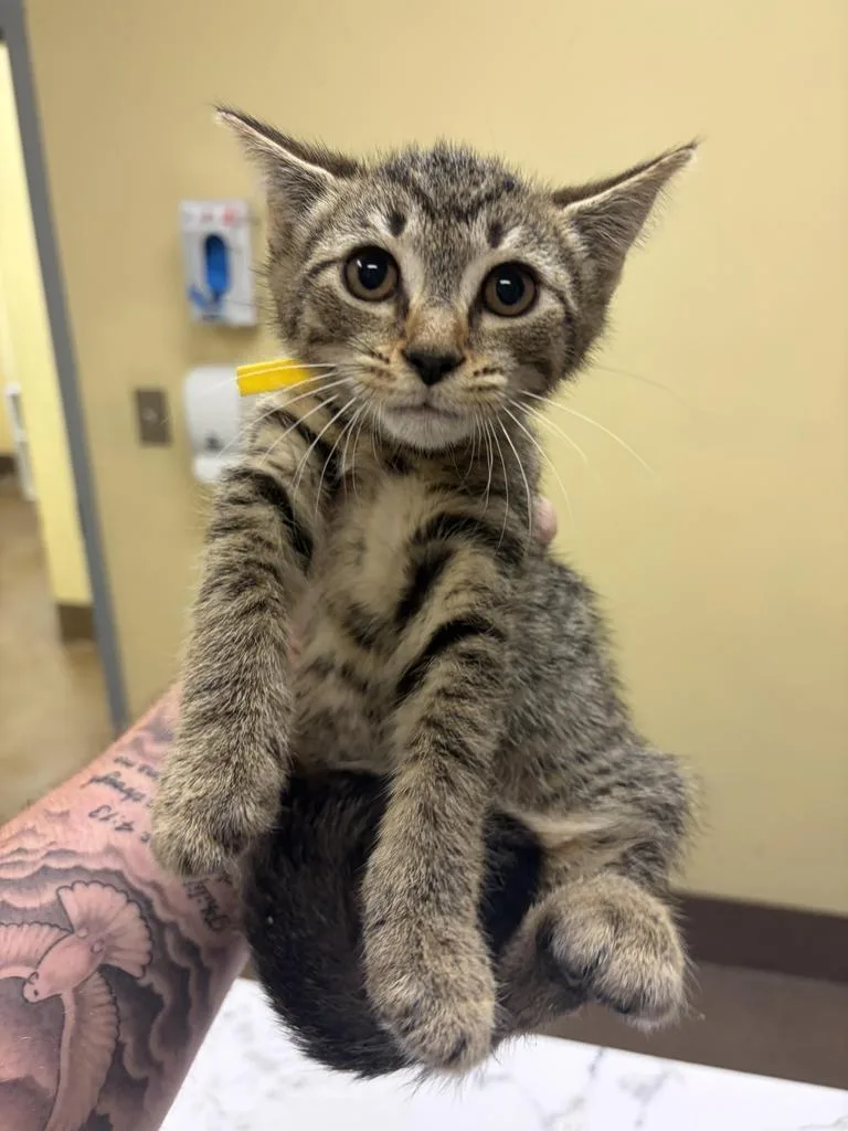 A baby medium-sized male Domestic Short Hair cat named Kian for adoption in Florence, SC