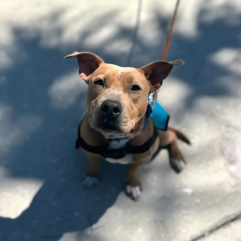 An adult medium-sized female Red / Chestnut / Orange Mixed Breed dog named Jessie for adoption in Lake Panasoffkee, FL