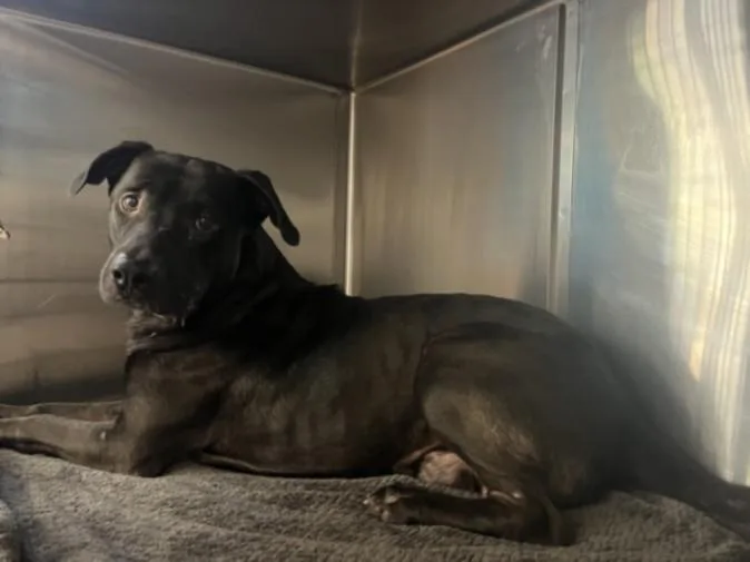 An adult large-sized male Pit Bull Terrier dog named Romper for adoption in San Pedro, CA