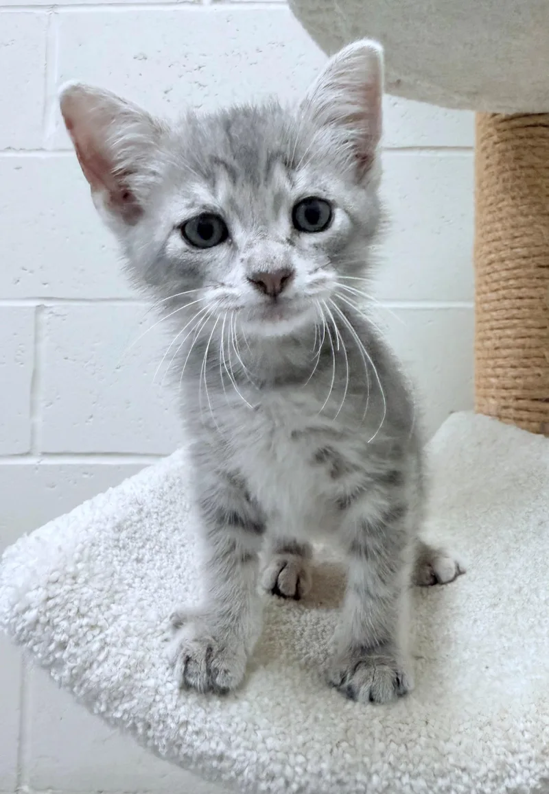 A baby medium-sized male Gray & White American Shorthair cat named Major for adoption in Boonville, MO