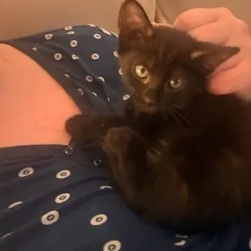 A baby small-sized male Black Domestic Short Hair cat named Snow Cone for adoption in Chattanooga, TN