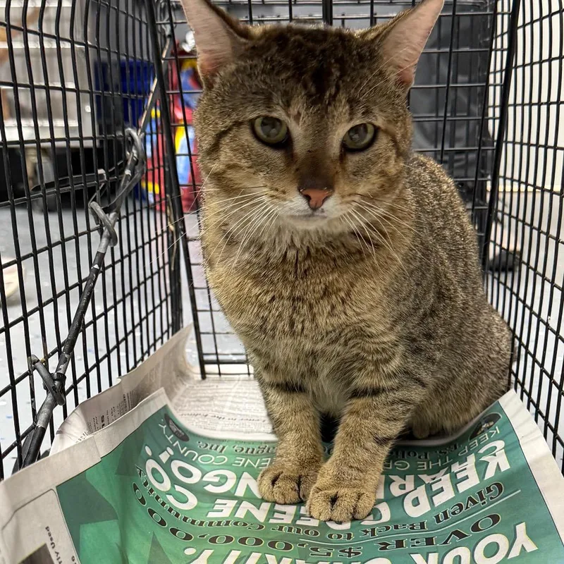 An adult small-sized male Brown / Chocolate Domestic Short Hair cat named Roger for adoption in Tuscaloosa, AL