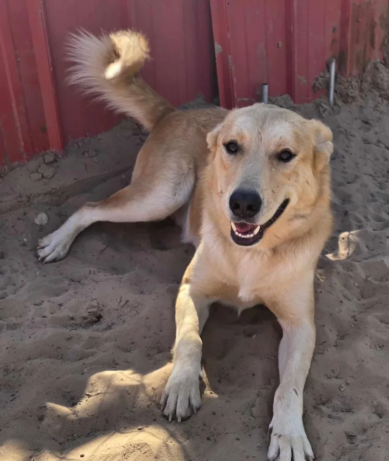 An adult large-sized male Retriever dog named Polo for adoption in Milwaukee, WI
