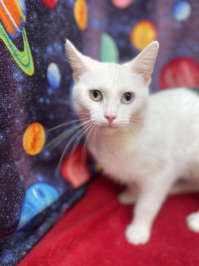 An adult medium-sized female White Domestic Short Hair cat named Marlowe for adoption in Upper Sandusky, OH