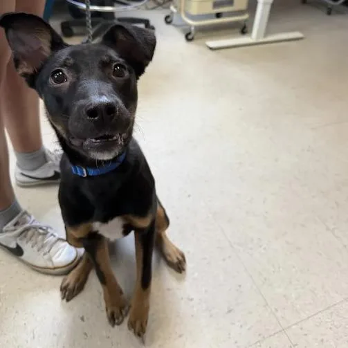 A young medium-sized female Black Labrador Retriever dog named Choo Choo Charlette for adoption in Austin, TX