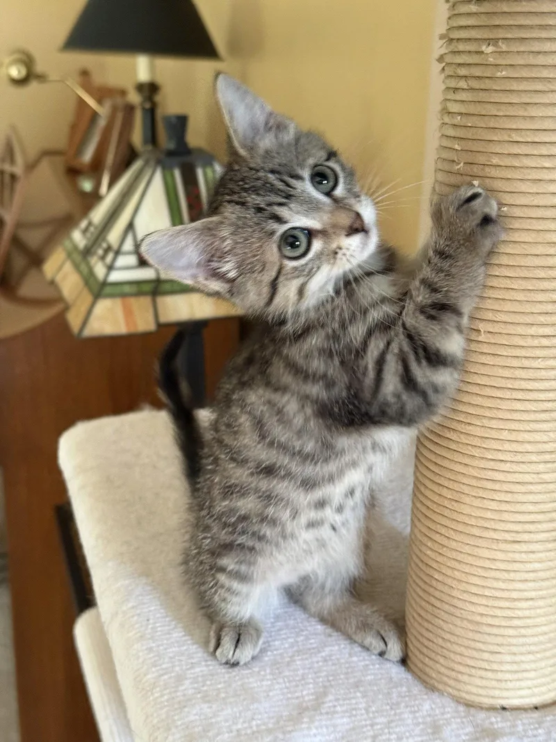 A baby medium-sized female Domestic Short Hair cat named McKenzie for adoption in Wheaton, IL
