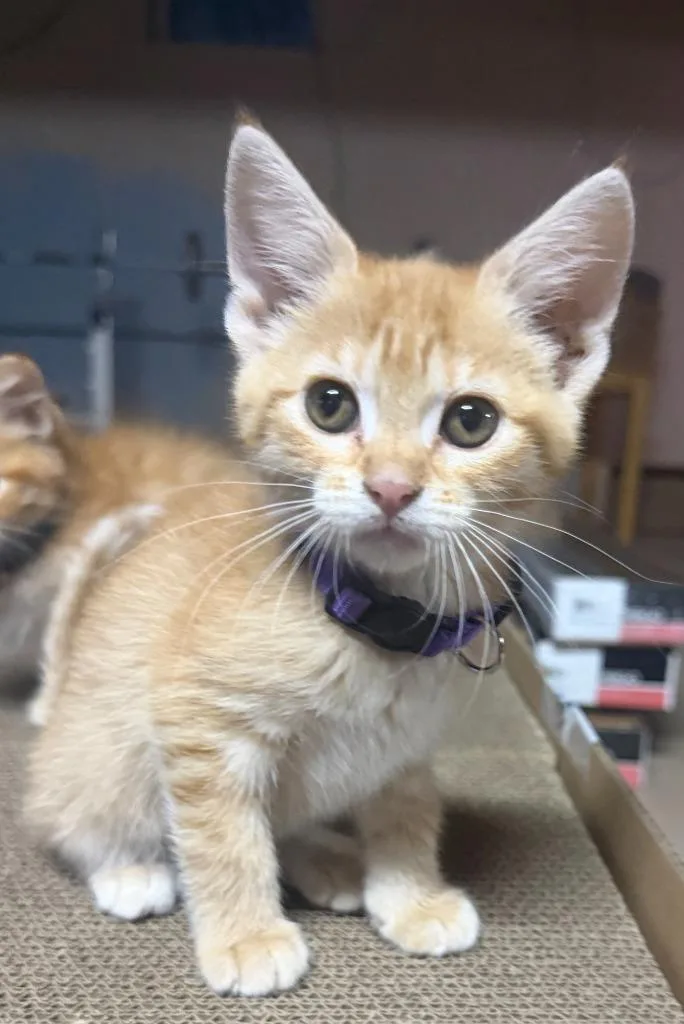 A baby small-sized female Domestic Short Hair cat named Veronica for adoption in Grand Rapids, MN