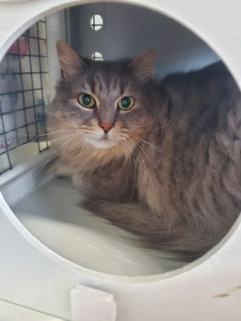 An adult large-sized female Domestic Long Hair cat named Violet Beauregard for adoption in Altoona, PA