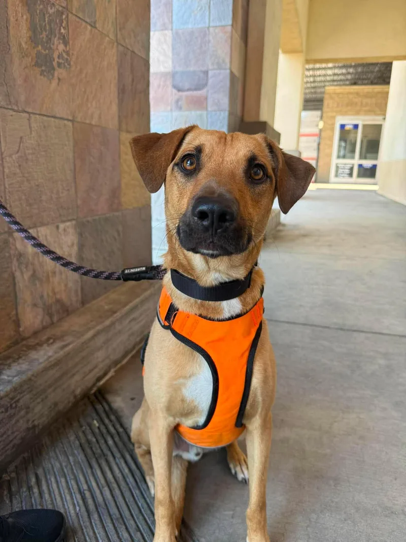 An adult medium-sized male Shepherd dog named Moose for adoption in Visalia, CA
