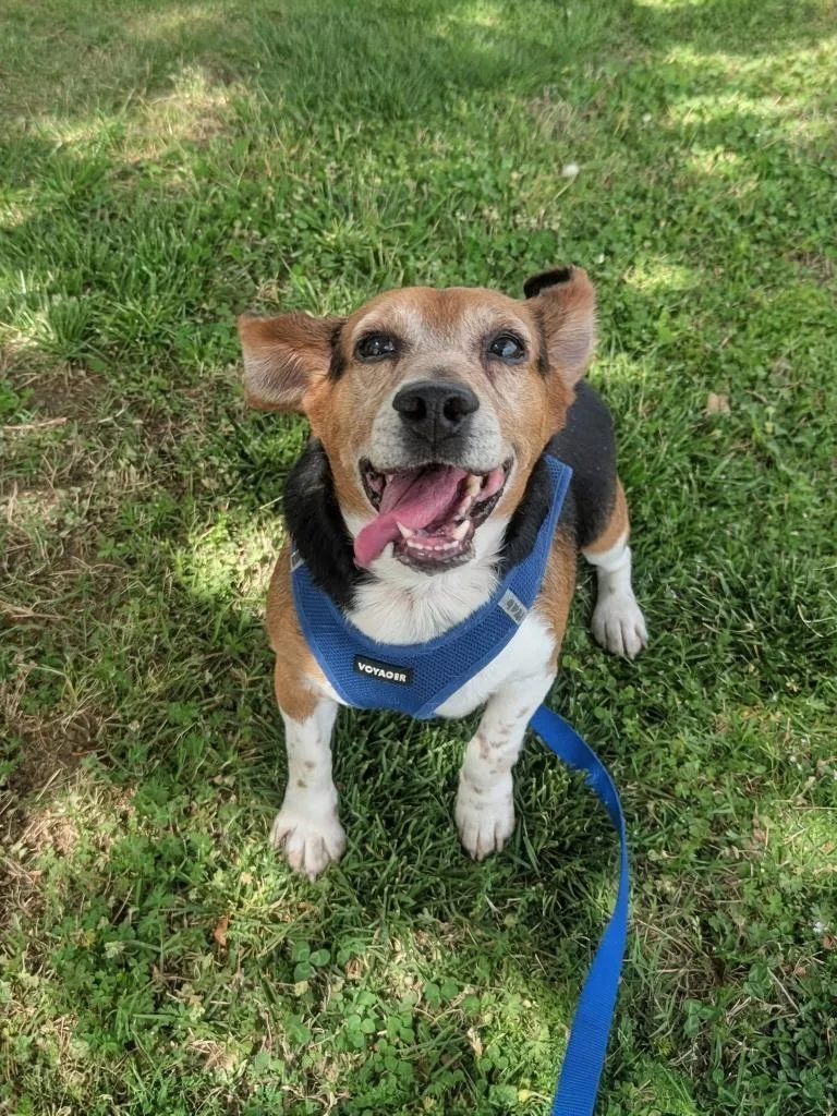 An adult medium-sized male Beagle dog named Mr. Peabody for adoption in Fort Mill, SC