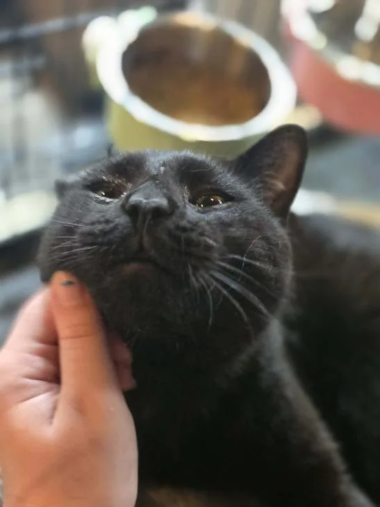 A young large-sized male Black Domestic Short Hair cat named Velcro Ct Residents Only for adoption in Norwich, CT