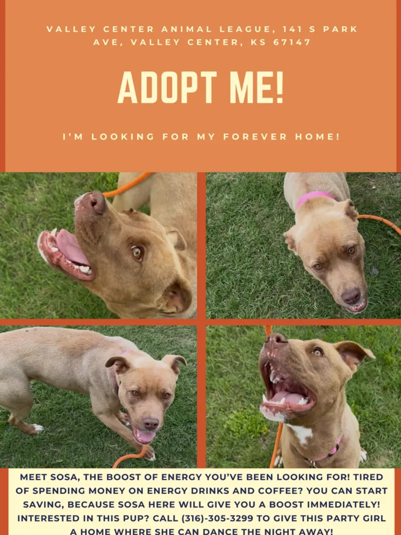 A young medium-sized female Yellow / Tan / Blond / Fawn American Staffordshire Terrier dog named Sosa for adoption in Valley Center, KS
