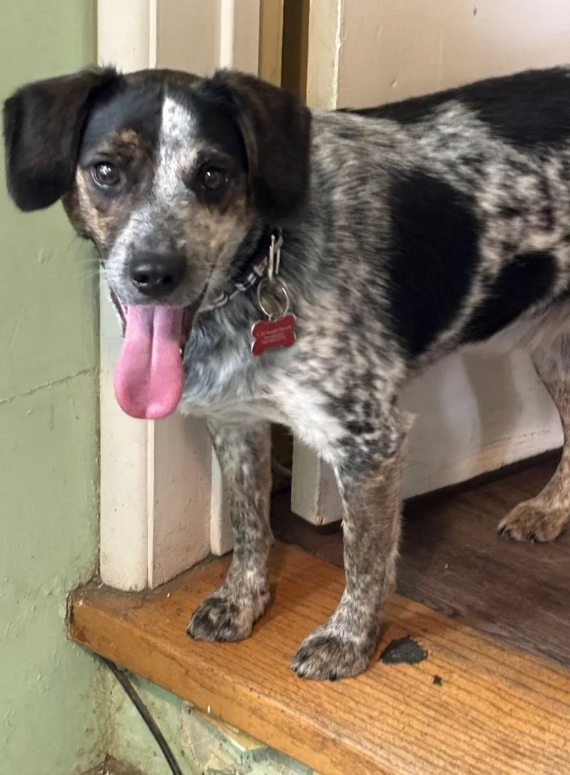 A young medium-sized male Beagle dog named Grover for adoption in Las Vegas, NV