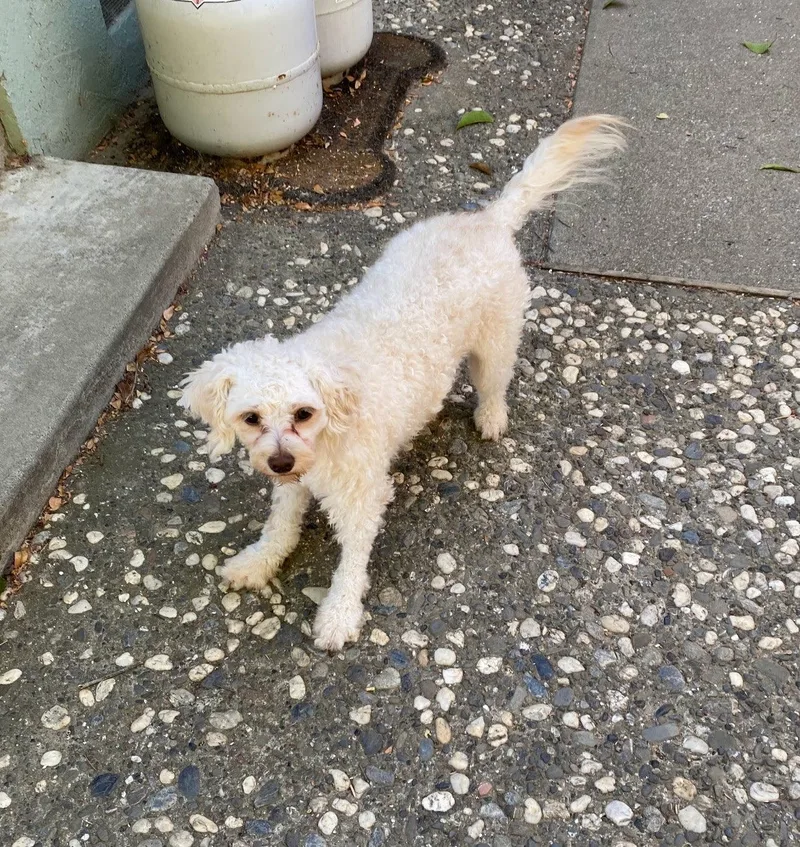 A young small-sized female Poodle dog named DandyLion for adoption in Davis, CA