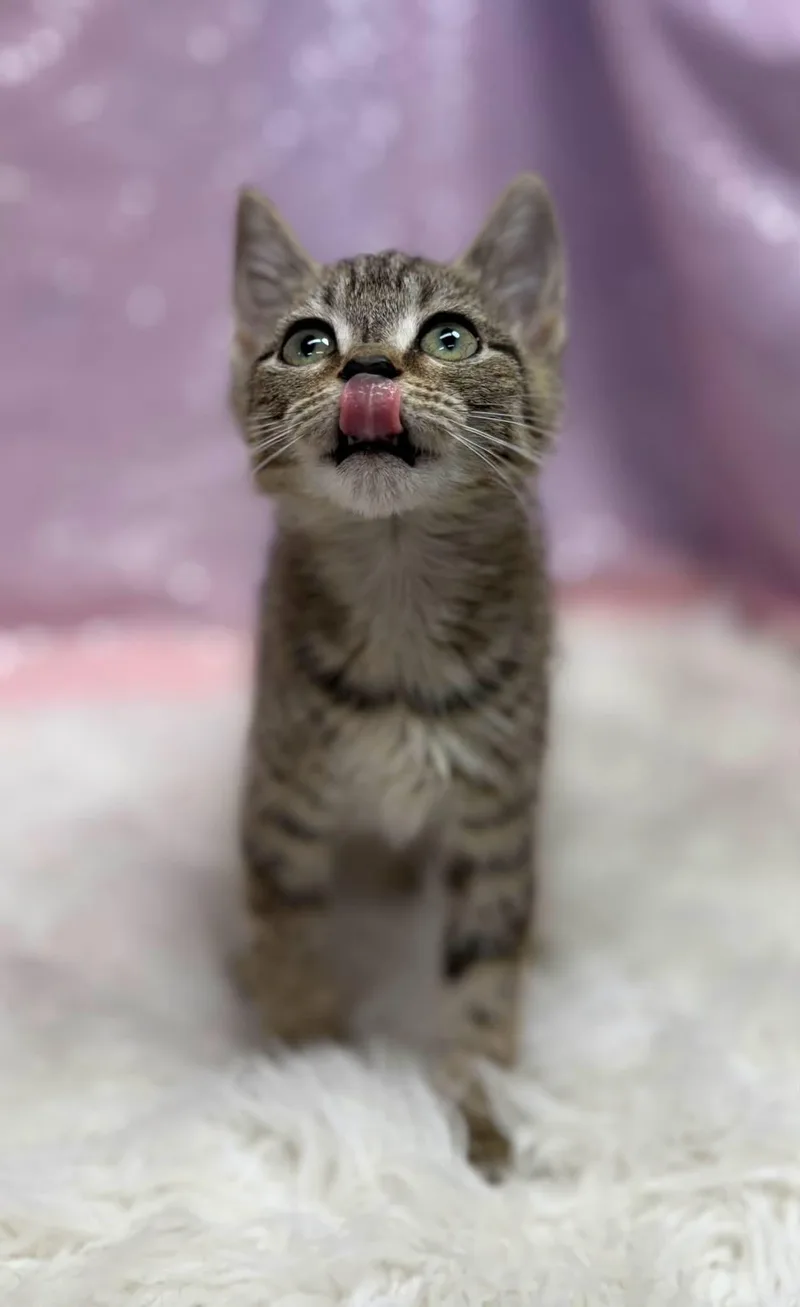 A young medium-sized female Domestic Short Hair cat named Drill Bit for adoption in Clarkesville, GA
