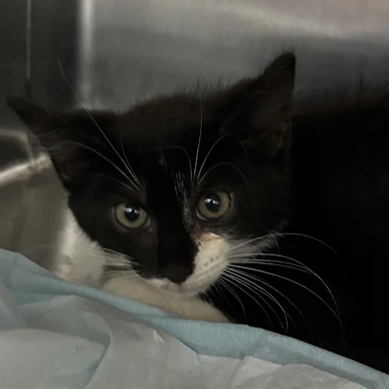 A baby small-sized male Domestic Short Hair cat named Jacobi for adoption in Corbin, KY