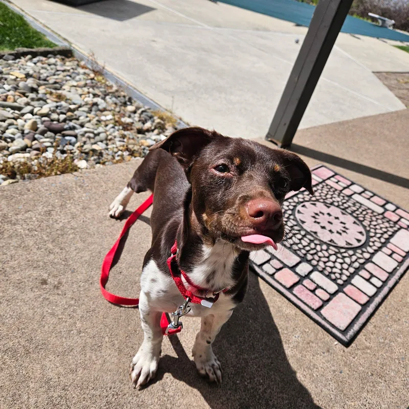 A young small-sized male Brown / Chocolate Jack Russell Terrier dog named Brownie for adoption in Breinigsville, PA