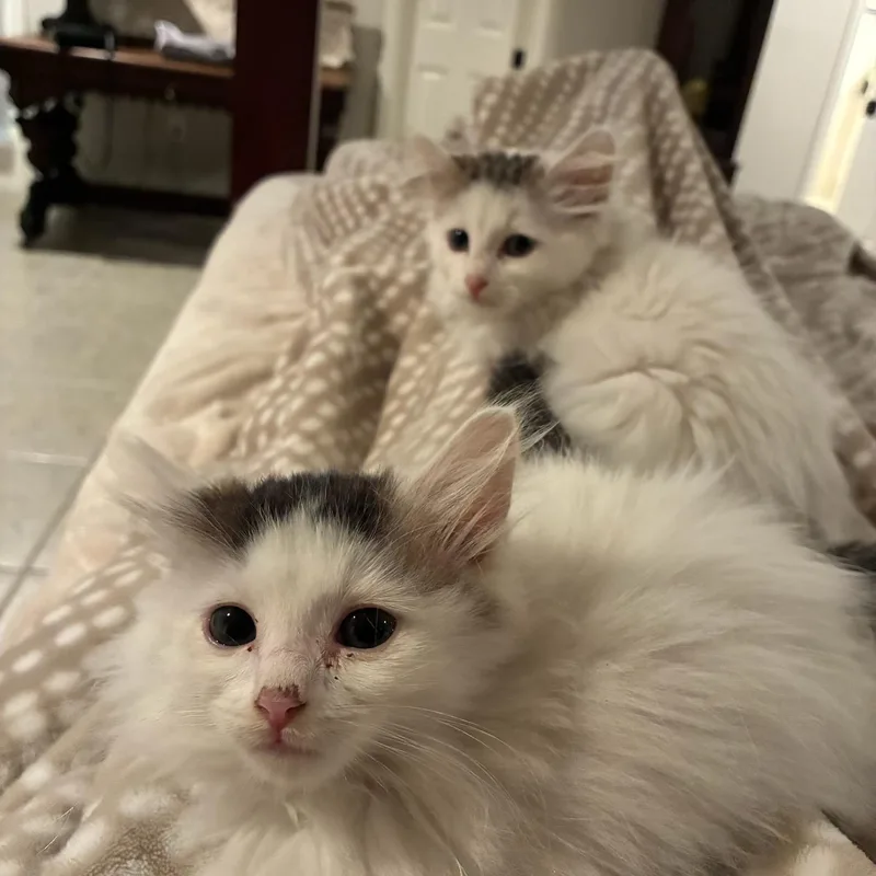 A baby medium-sized female Domestic Long Hair cat named Cornelia for adoption in Gainesville, VA