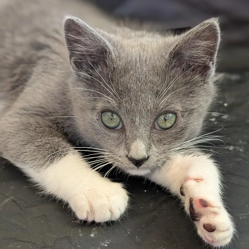 A baby medium-sized male Gray / Blue / Silver Russian Blue cat named Marshmallow for adoption in Hyattsville, MD