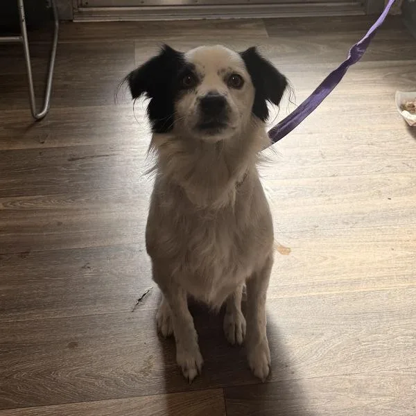 A young small-sized male Border Collie dog named Pluto for adoption in San Diego, CA