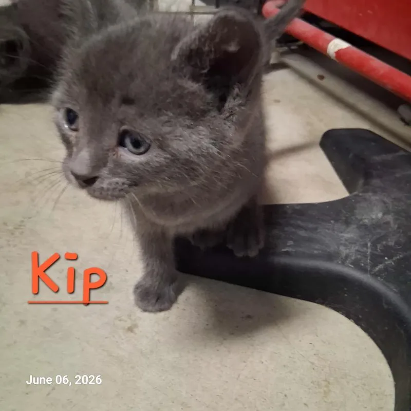 A baby medium-sized male Domestic Short Hair cat named Kip for adoption in Hartford City, IN