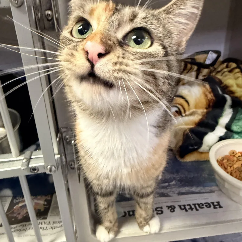 A young medium-sized female Tabby (Brown / Chocolate) Domestic Short Hair cat named Pam for adoption in Pottsville, PA