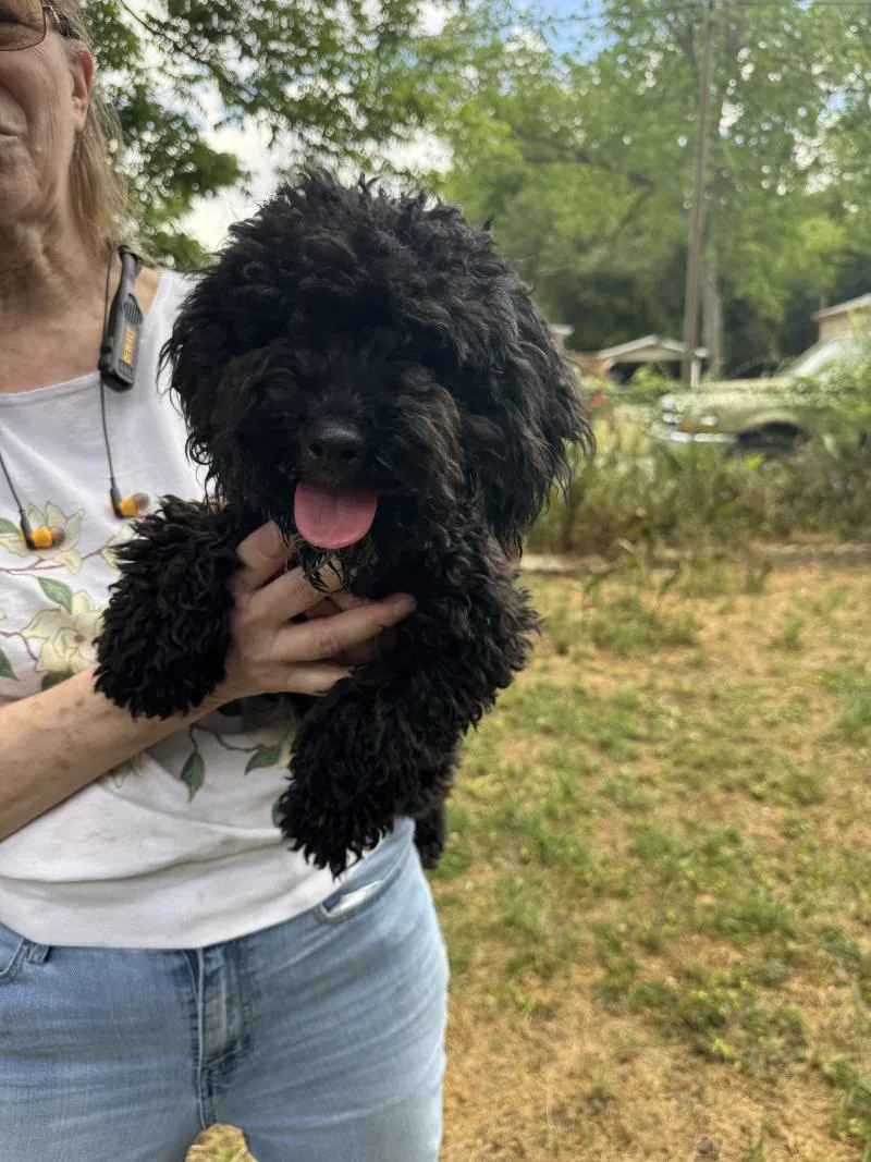 A young small-sized male Miniature Poodle dog named Ty for adoption in Aiken, SC