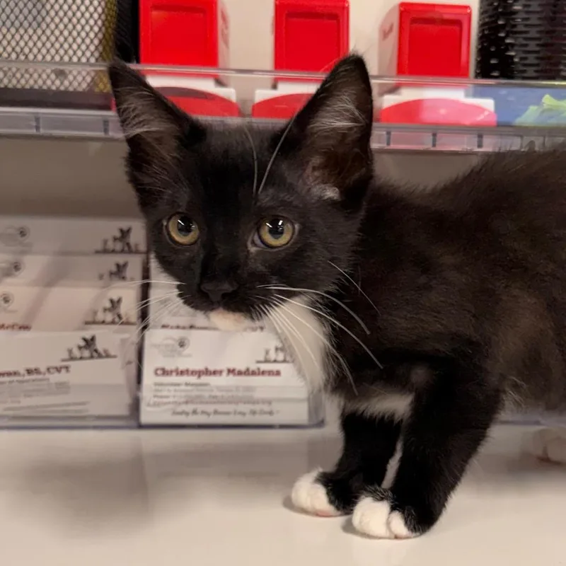 A baby small-sized male Black Domestic Short Hair cat named RayRay for adoption in Tampa, FL