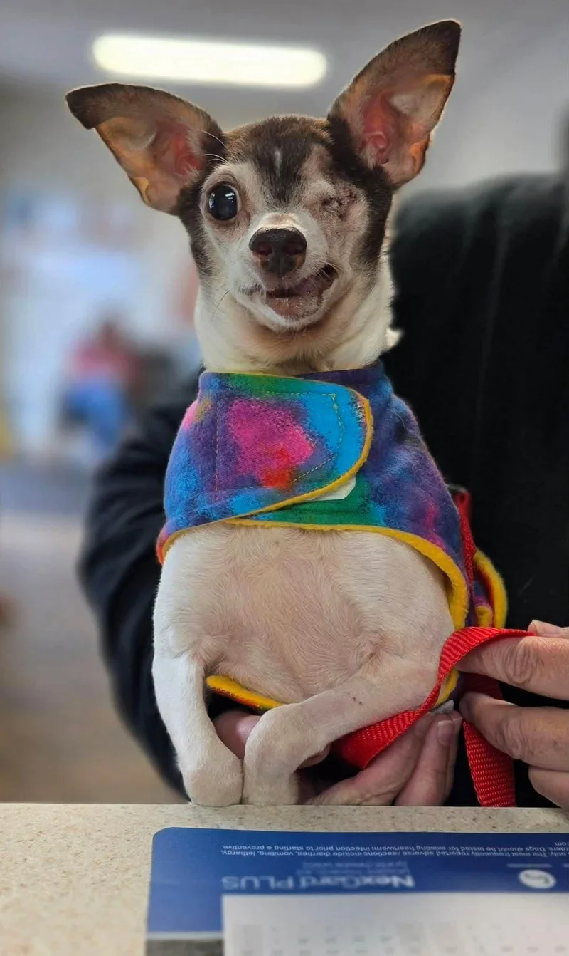 A senior small-sized male Mixed Breed dog named Bruno for adoption in Fairmont, WV
