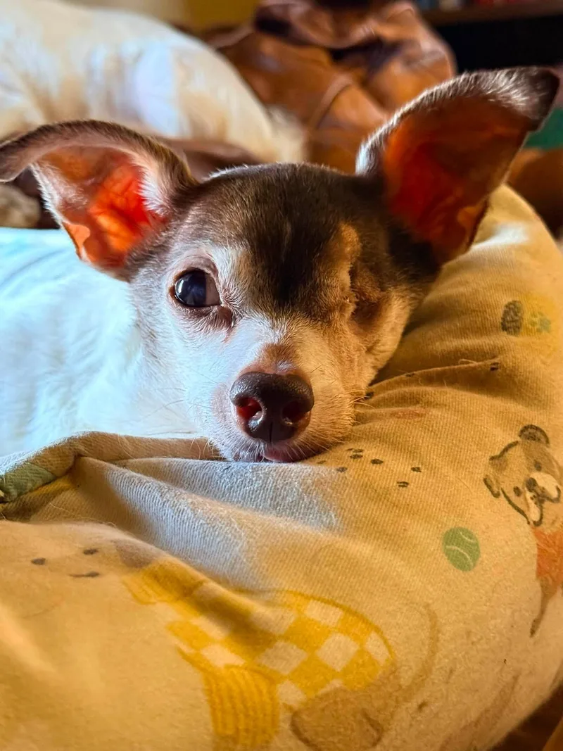 Bruno thumbnail 3