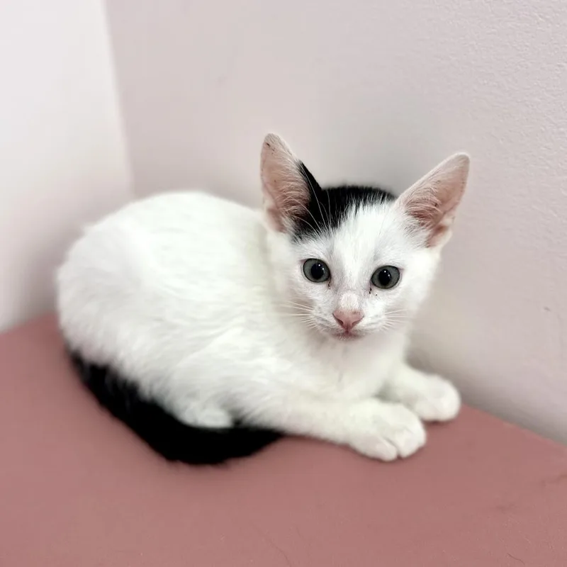 A baby small-sized male White Domestic Short Hair cat named Kristofferson for adoption in Forest Park, IL