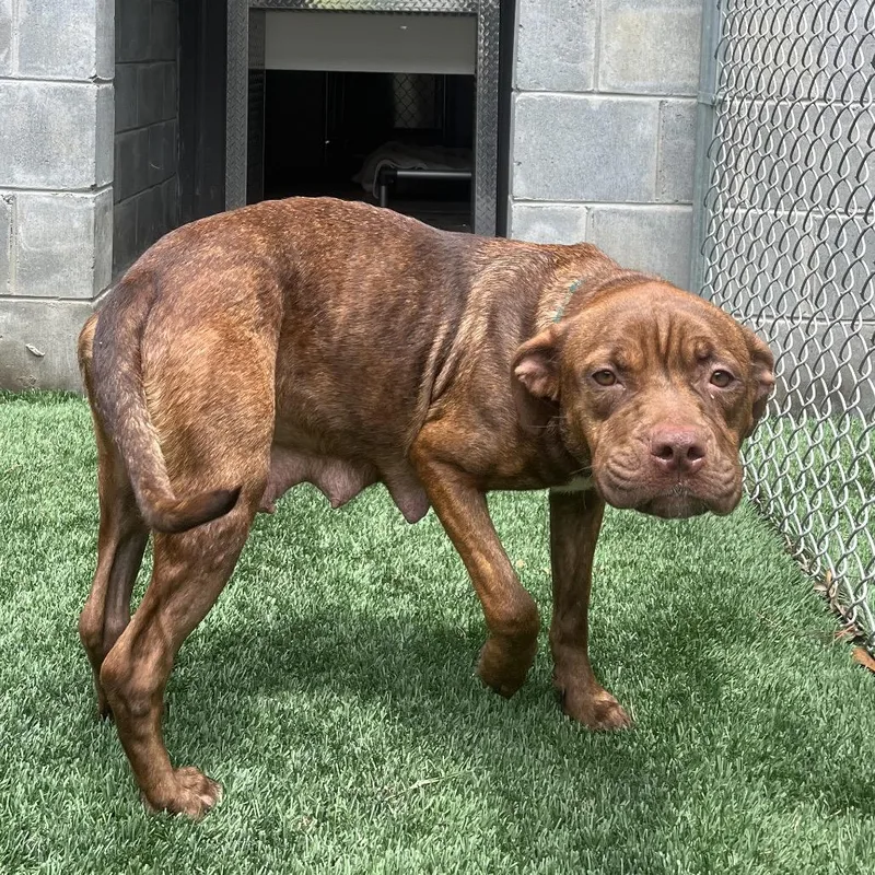 An adult medium-sized female Brindle Pit Bull Terrier dog named Fat Mama for adoption in Richmond Hill, GA