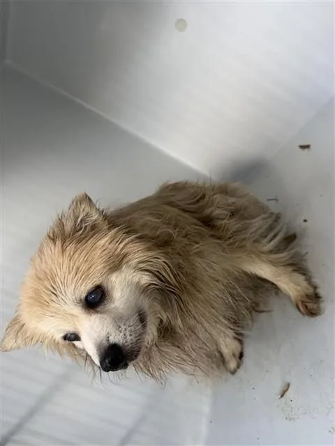An adult medium-sized female Pomeranian dog named A for adoption in Houston, TX