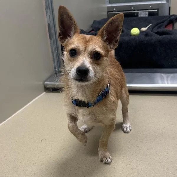 An adult small-sized male Terrier dog named Mr. Tibbles for adoption in Walnut Creek, CA