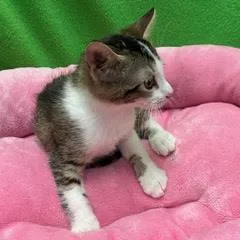 A baby medium-sized female Tabby (Gray / Blue / Silver) Tabby cat named Santorini for adoption in Green Valley, AZ